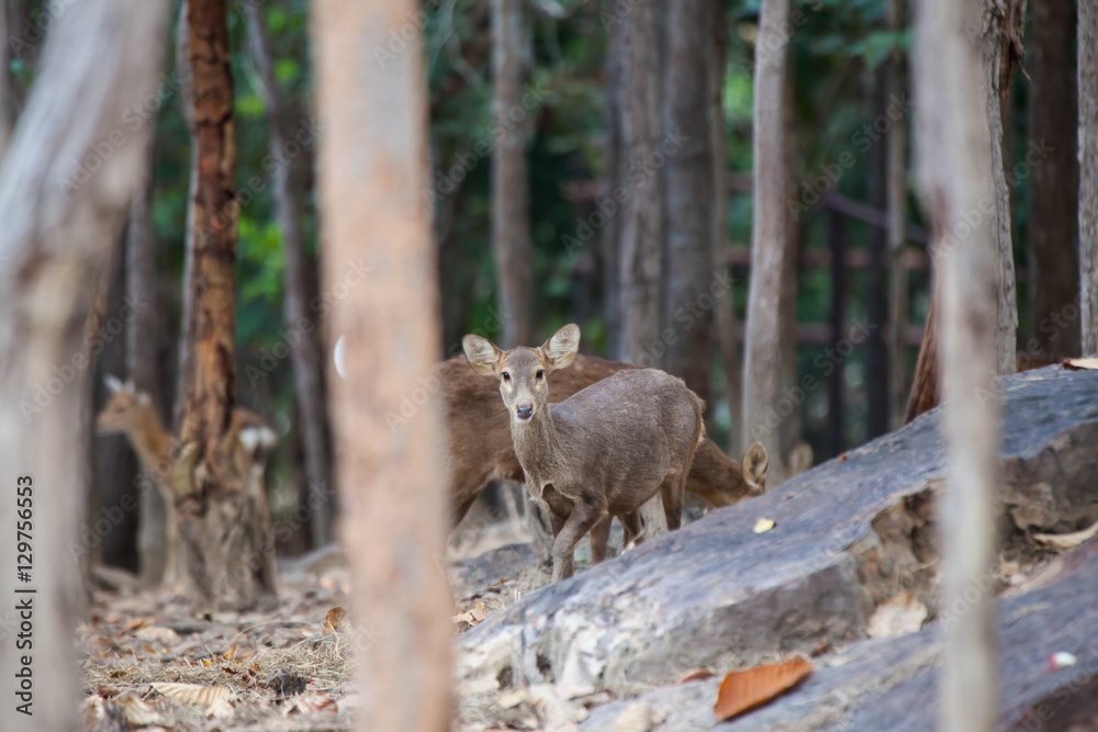Asian Deer in the nature background. Asian Deer in the nature background.