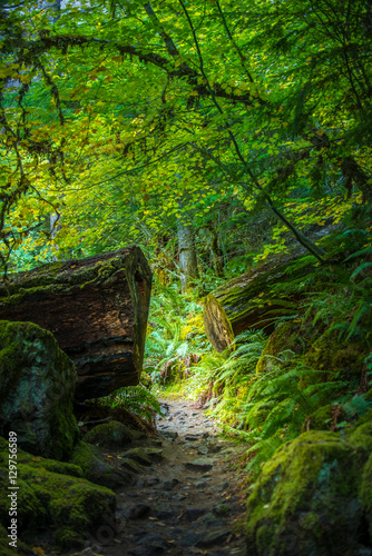 Trail to Watson Falls Oregon