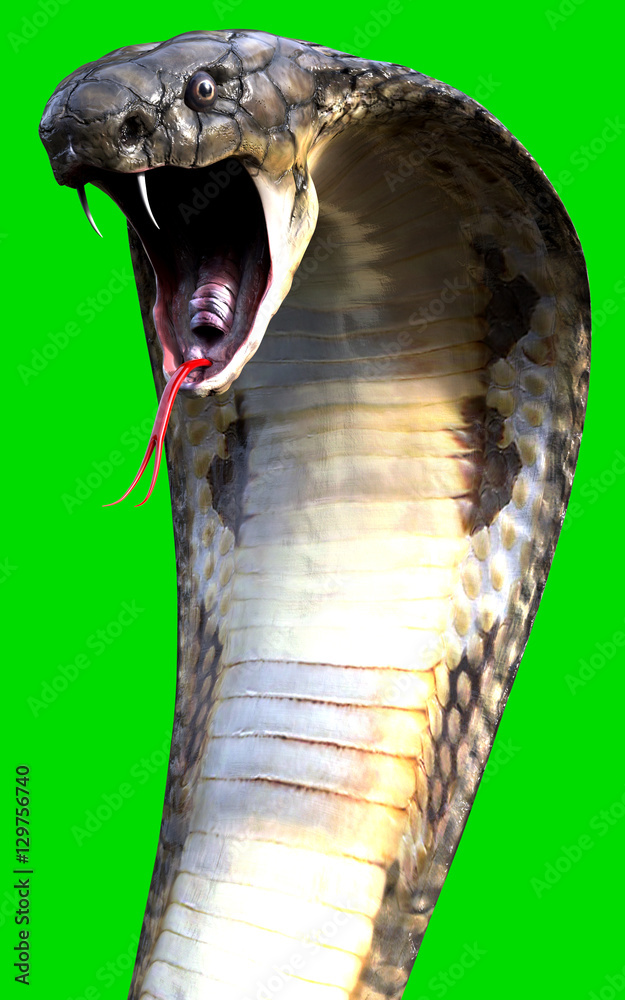 Fototapeta premium close-up 3d King Cobra The world's longest venomous snake isolated on green background, King cobra snake 3d illustration, King cobra snake 3d Rendering