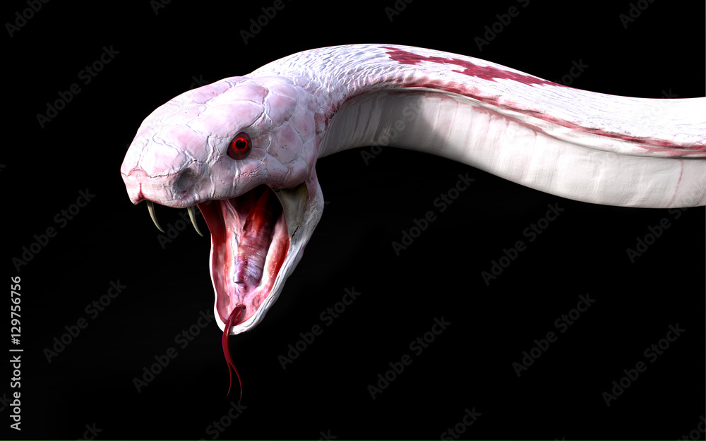 Obraz premium 3d Albino king cobra snake isolated on black background, snake attack, cobra snake, 3D rendering, 3D illustration