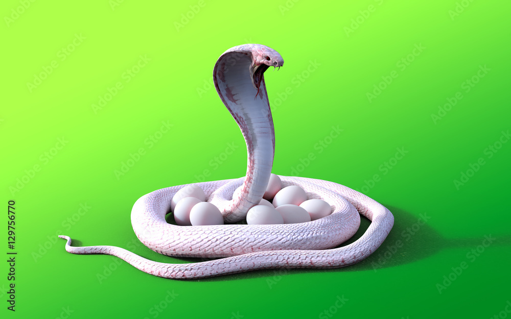Fototapeta premium 3D rendering Albino king cobra snake and eggs isolated on green background, 3D illustration King cobra snake cares or protects eggs.