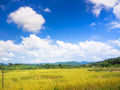 Landscape view of Thai rice field with blue sky