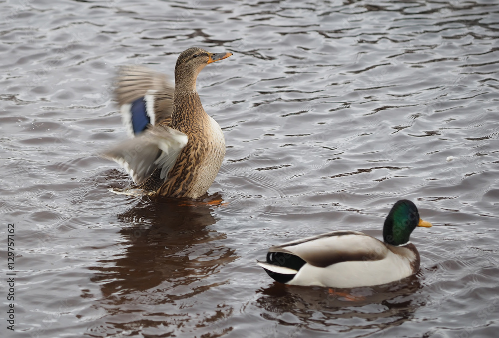 Fototapeta premium duck flaps its wings on the lake