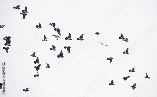 pigeons in flight