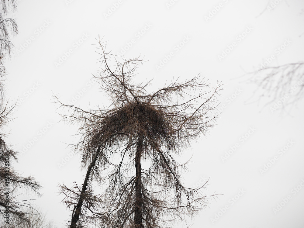 Obraz premium curve larch