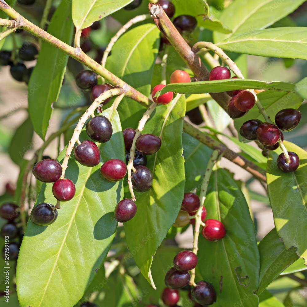 Foto de Kirschlorbeer, Prunus laurocerasus, Früchte do Stock Adobe Stock