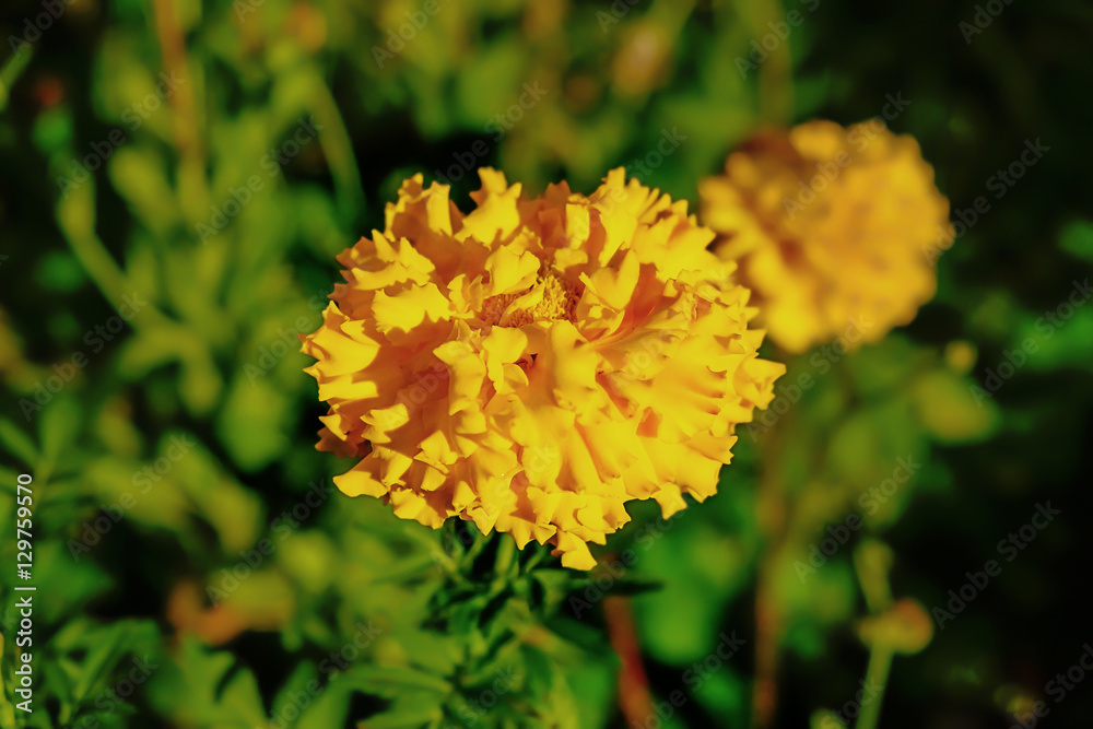 beautiful yellow flower on background of green grass beautiful yellow flower on background of green grass
