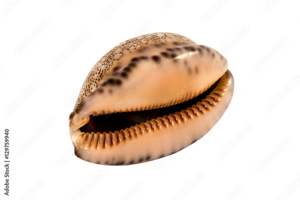 cash shell isolated on white background cash shell isolated on white background