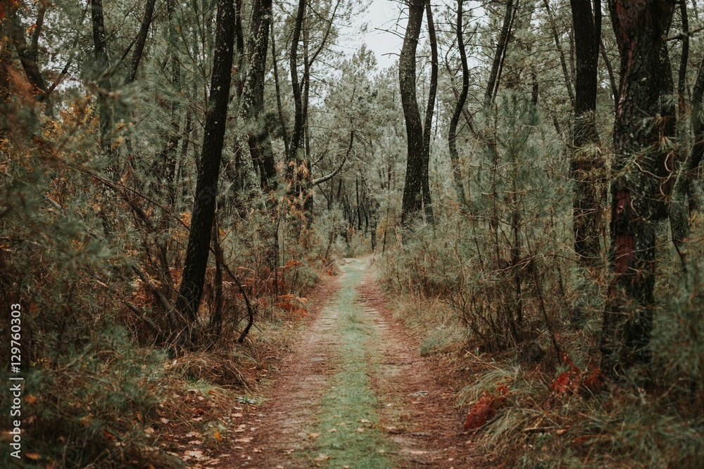 Obraz premium Beautiful path in the forest