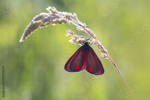 Cinnabar moth Tyria jacobaeae closeup photo