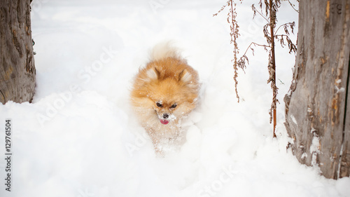 Spitz breed dog running in the snow snowbank © evgeniykleymenov