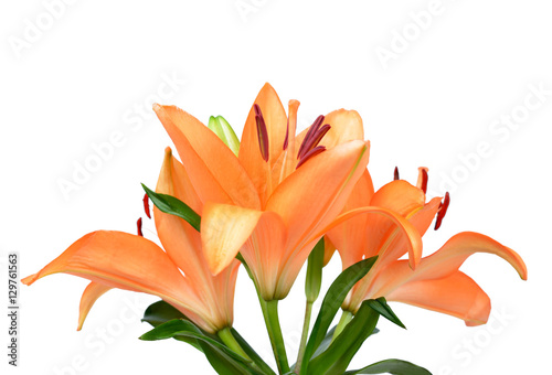 Orange lily flowers isolated on white background.