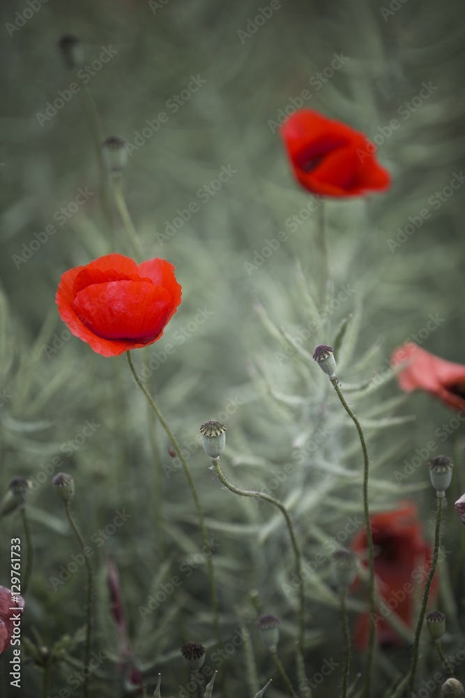 Fototapeta premium flowers of field poppy