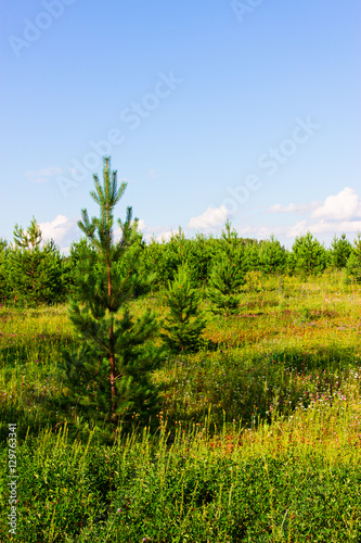 Beautiful pine on forest background