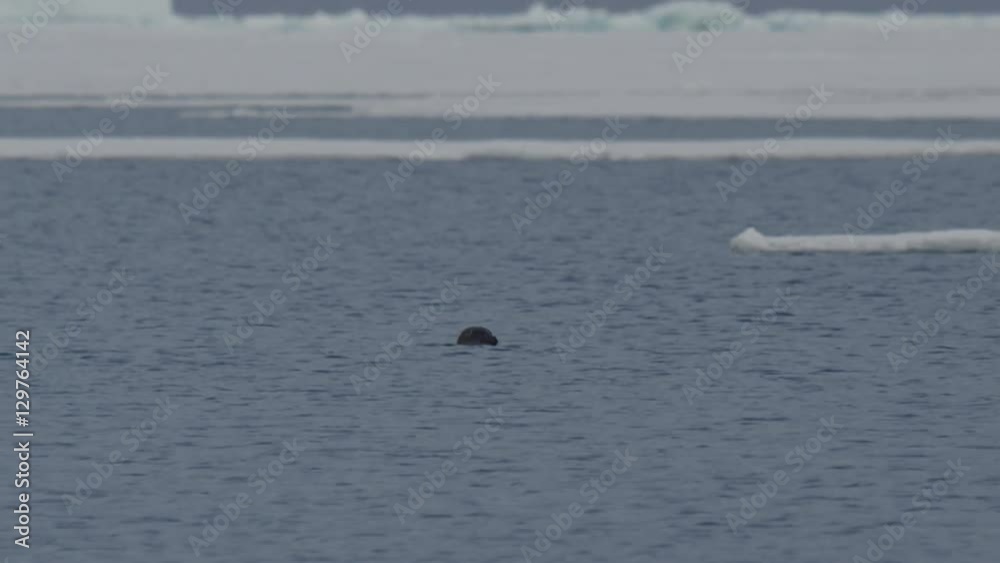 Slow motion - seal faces camera and looks around in icy sea Slow motion - seal faces camera and looks around in icy sea