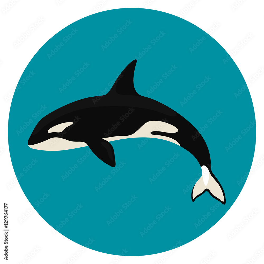 Obraz premium orca