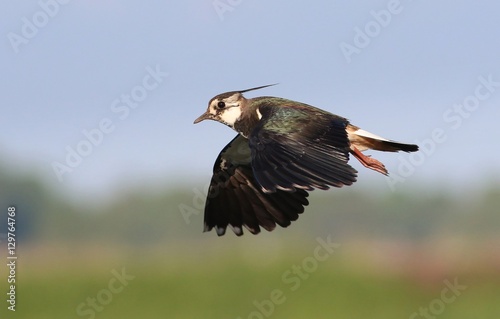 European Northern Lapwing (Vanellus vanellus) in flight