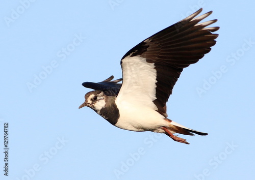 European Northern Lapwing (Vanellus vanellus) in flight
