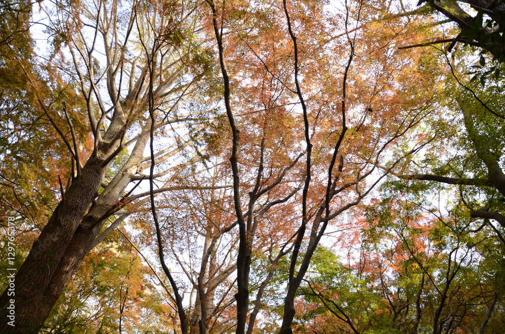 Fototapeta premium 獅子舞の紅葉 初秋