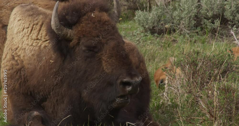 Close on bison chewing cud and resting in sage Close on bison chewing cud and resting in sage