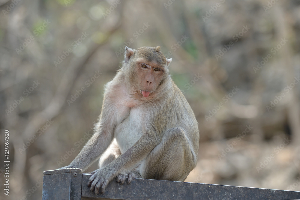 Naklejka premium monkey