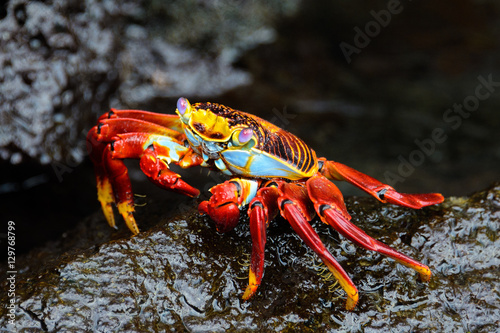 Sally Lightfoot Crab in Galapagos island, Ecuador