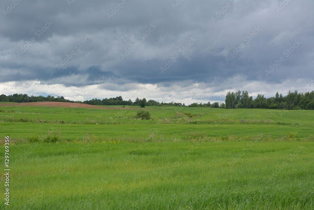 beautiful rural landscape: grain field on a background of dark sky with clouds, barley, agriculture, wallpaper, nature