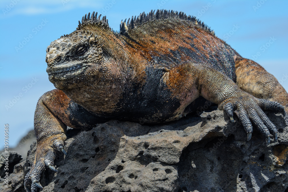 Naklejka premium Galapagos marine iguana, San Cristobal island, Ecuador