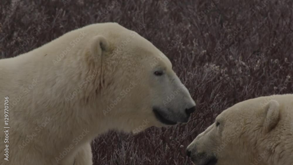 Close on polar bears sparring in windy willows Close on polar bears sparring in windy willows
