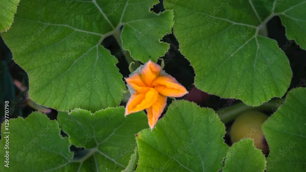 Pumpkin Flower