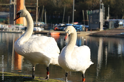 Fototapeta Naklejka Na Ścianę i Meble -  swan
