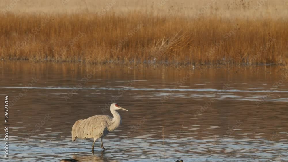 Sandhill Crane Walks Through Marsh in Morning Light Sandhill Crane Walks Through Marsh in Morning Light