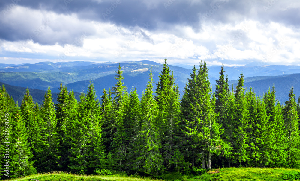 Obraz premium Forrest of green pine trees in mountains