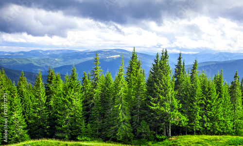 Forrest of green pine trees in mountains