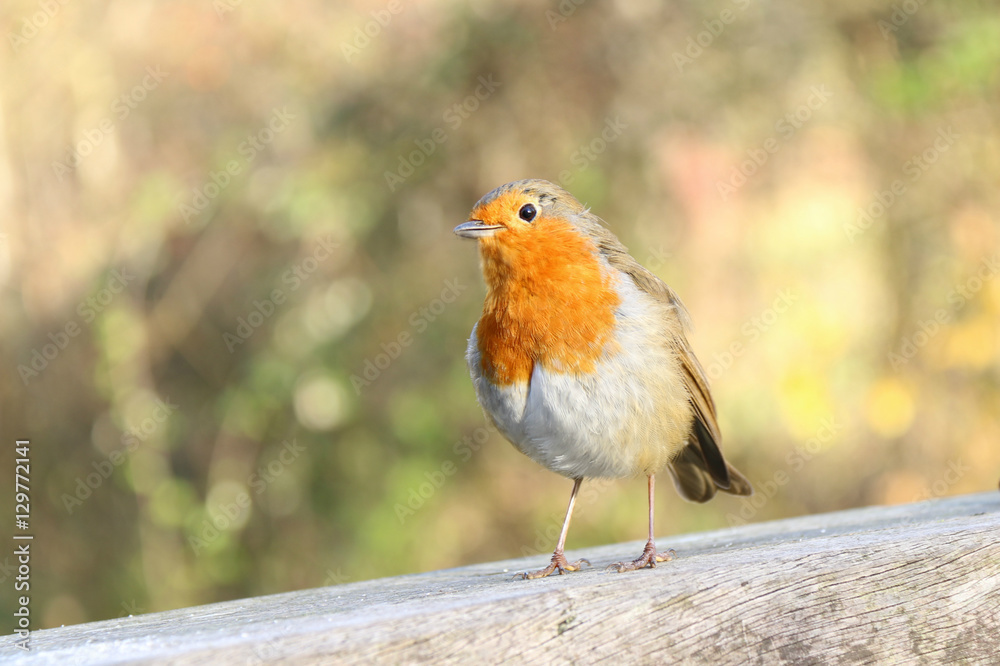 Fototapeta premium robin