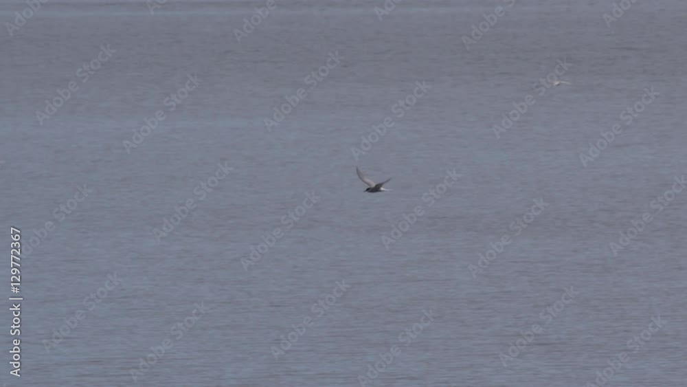 Slow motion - arctic terns hunting incalm waters of arctic bay amongst ice Slow motion - arctic terns hunting incalm waters of arctic bay amongst ice