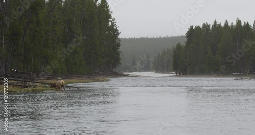 Wallpaper Mural Medium elk wades in wide river in Yellowstone on a rainy day with trees Torontodigital.ca