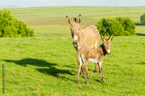 Donkey Newborn Foal Farm