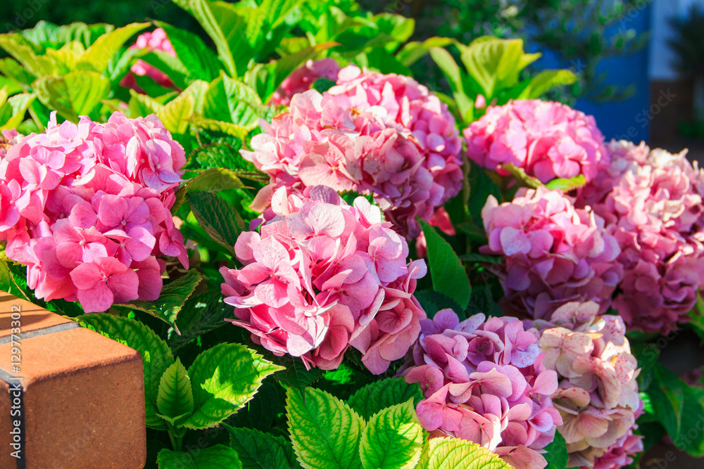 Pink hydrangea flowers in garden, Catalonia, Spain. Flower background. Pink hydrangea flowers in garden, Catalonia, Spain. Flower background.