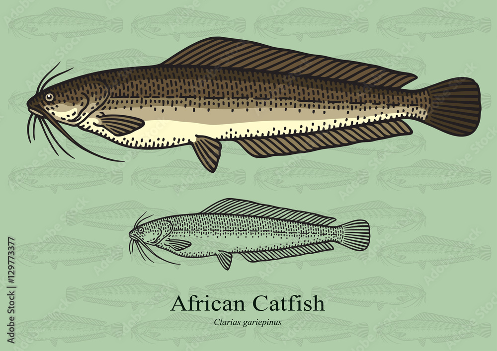 African Catfish. Vector illustration for artwork in small sizes. Suitable  for graphic and packaging design, educational examples, web, etc. Stock  Vector