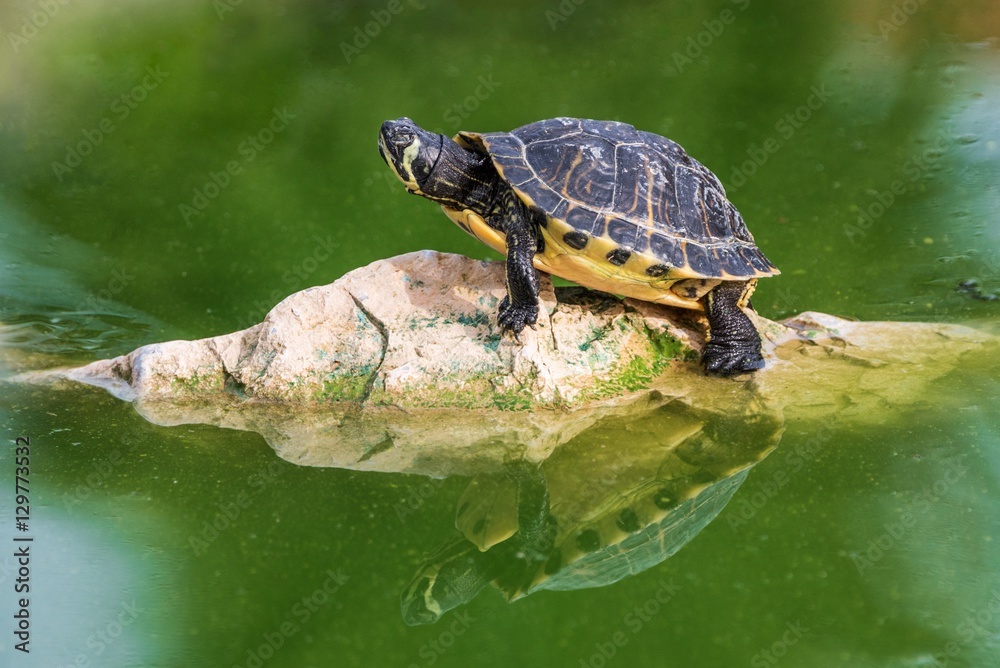 Fototapeta premium A red eared turtle basking on a rock in the middle of a pond