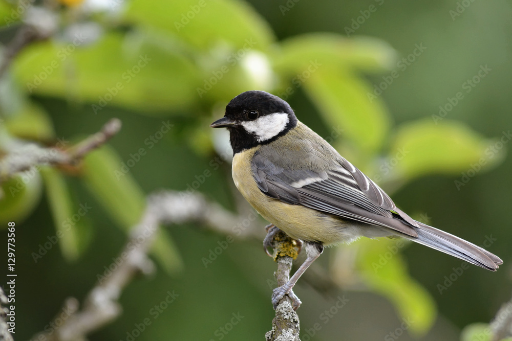Obraz premium Kohlmeise im Garten