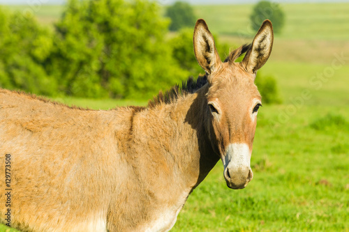 Donkey Animal Portrait