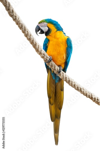 A blue and yellow macaw sitting on a rope isolated on white background