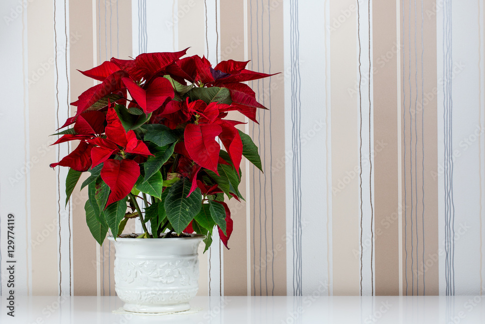 Fototapeta premium beautiful poinsettia