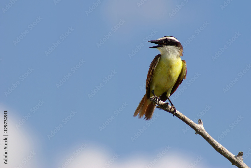 Fototapeta premium Schwefeltyrann