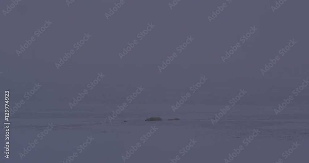Polar bear and cub emerges from behind esker at dusk Polar bear and cub emerges from behind esker at dusk