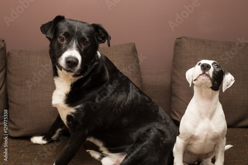 dogs on sofa