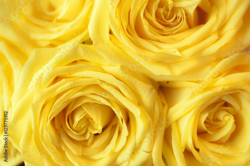 Beautiful yellow rose close-up.