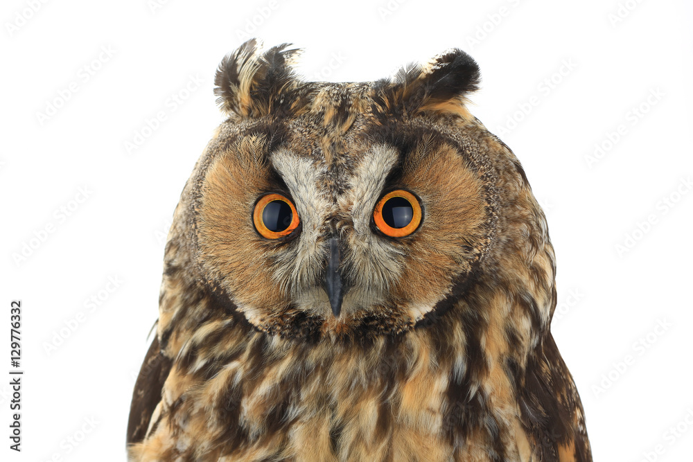 Naklejka premium portrait owl